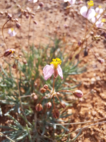 Sour Saltsorrel