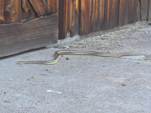iNaturalist observation photo of Pacific Gopher Snake