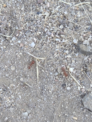 iNaturalist observation photo of Myrmicine Ants