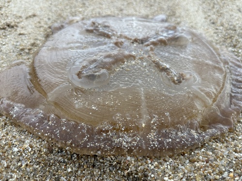 Warty Jellyfish