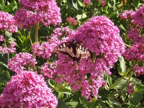 Old World Swallowtail