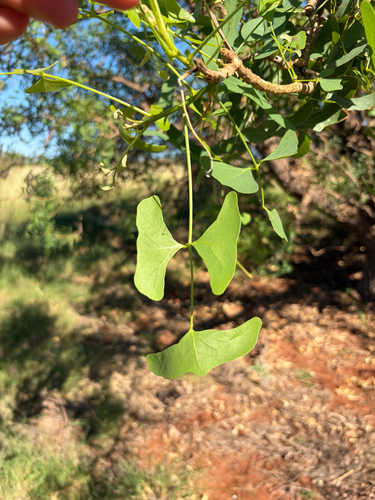 Bat's wing Coral tree