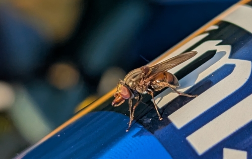 Heineken Fly
