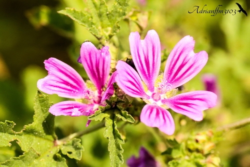 Common Mallow