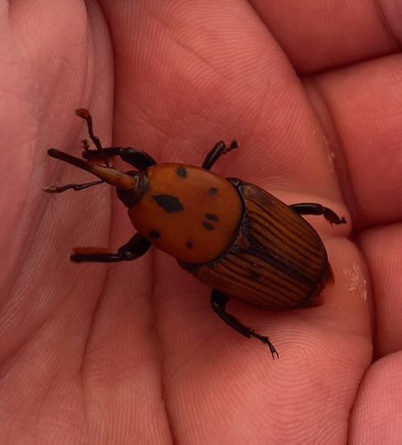 Red Palm Weevil