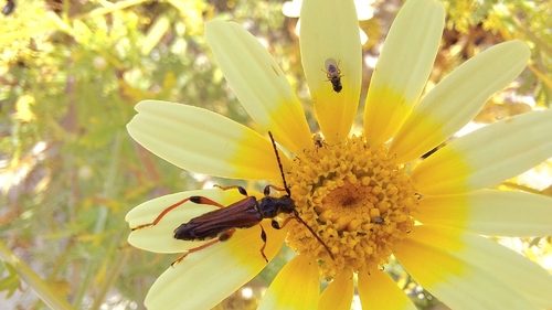 Stenopterus rufus