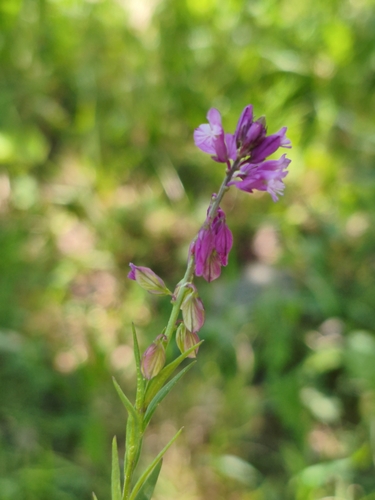 Tufted Milkwort
