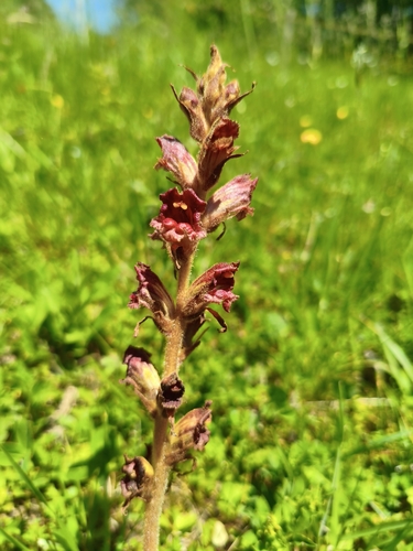 Slender Broomrape