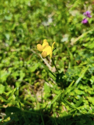 bird's-foot trefoil