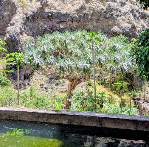 Dracaena draco caboverdeana
