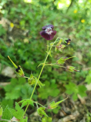 Dusky Crane's-bill