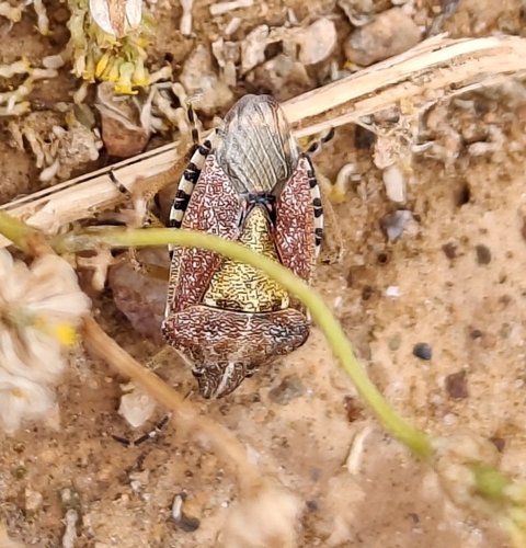 Sloe Bug