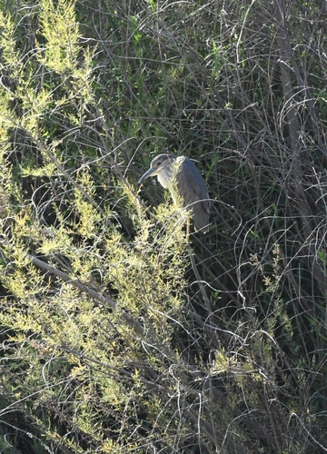 Black-crowned Night Heron