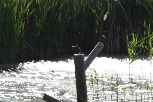 Common Kingfisher
