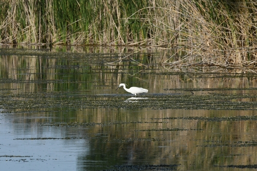 Little Egret