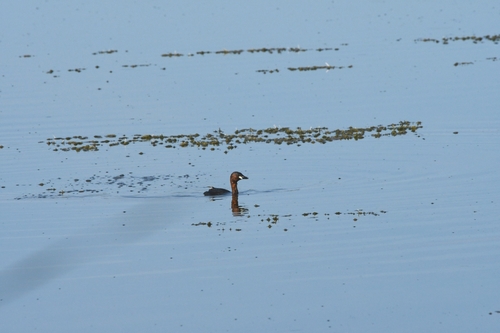 Little Grebe