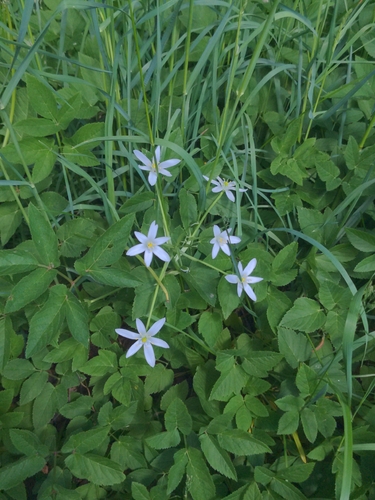 common star-of-Bethlehem
