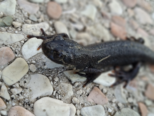 Italian Crested Newt