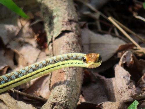 Painted Bronzeback
