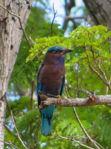 Indochinese Roller