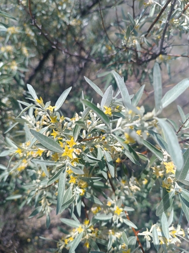 Russian olive