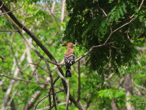 Common Hoopoe
