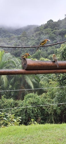 Saffron Toucanet