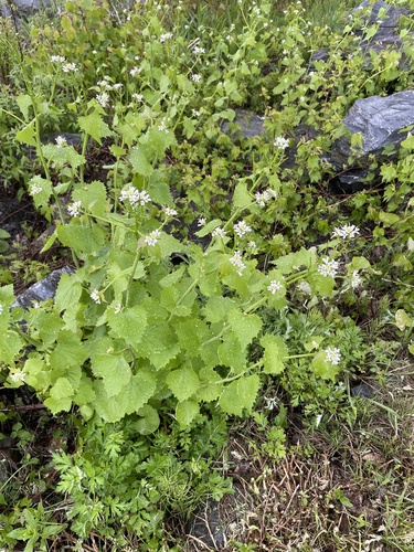 garlic mustard