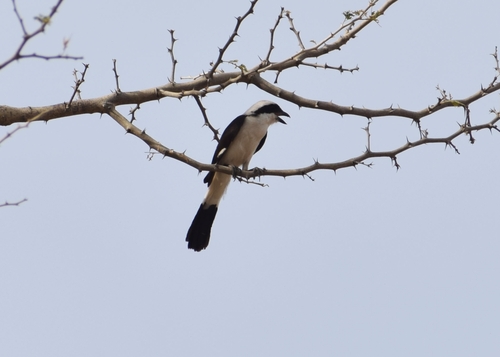 Grey-backed Fiscal