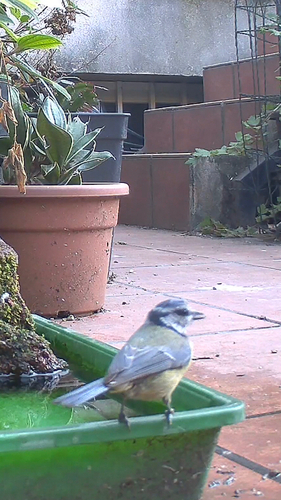 Eurasian Blue Tit
