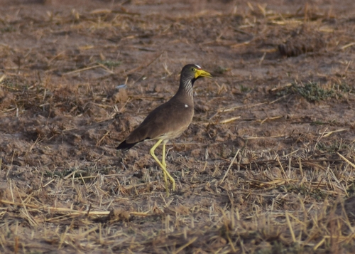 Wattled Lapwing