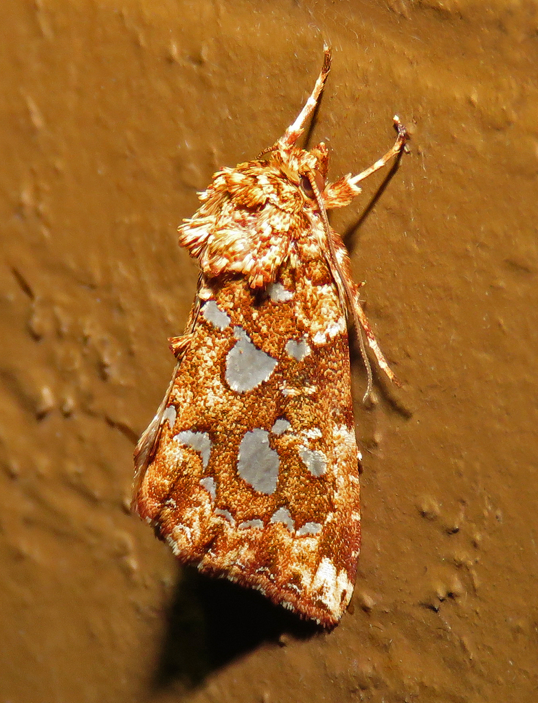 Silver-spotted Fern Moth from Fentress County, TN, USA on May 24, 2026 ...
