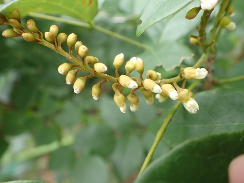 Maackia australis