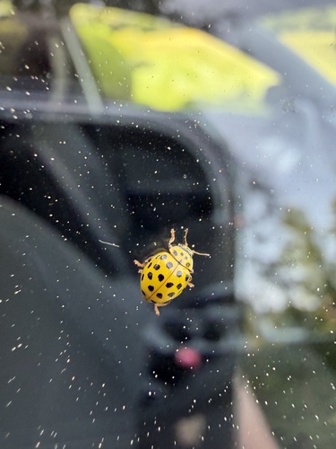22-spot Ladybird