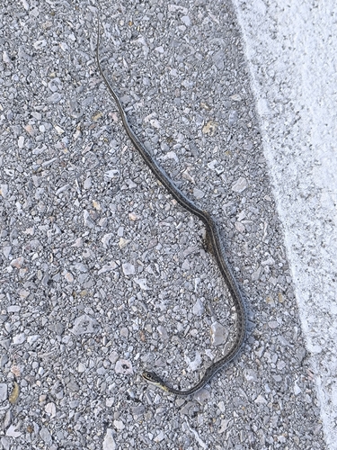 Buff Striped Keelback