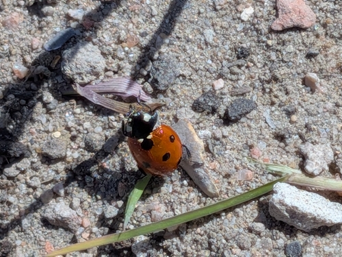 Seven-spotted Lady Beetle