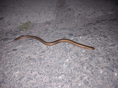 Eastern Slowworm