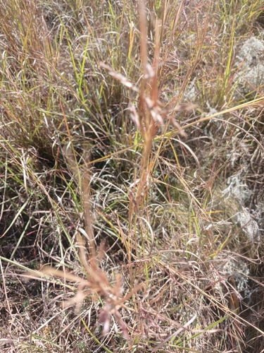 Narrowleaf Turpentine Grass