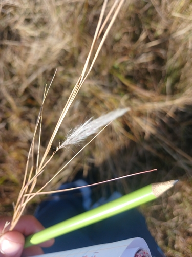 Snowflake Grass