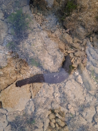 Black Sea Cucumber