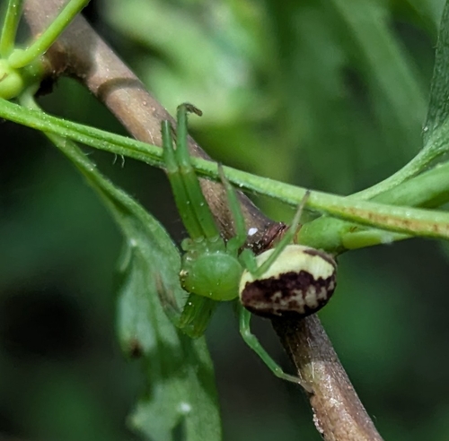 Eurasian Green Crab Spider