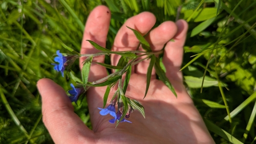 Purple Gromwell