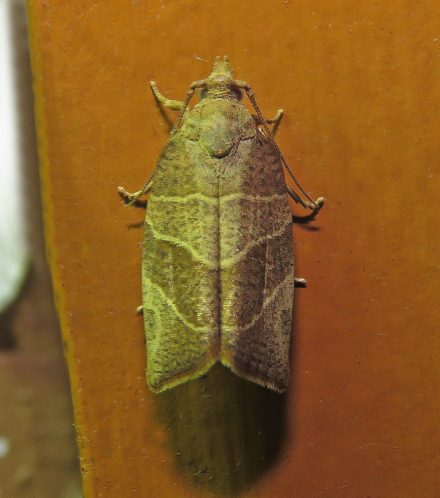 Three-lined Leafroller Moth from Fentress County, TN, USA on May 24 ...