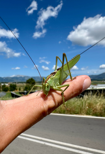 Great Green Bush-cricket