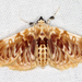 Polygrammodes sanguinalis - Photo (c) gernotkunz, todos los derechos reservados, subido por gernotkunz