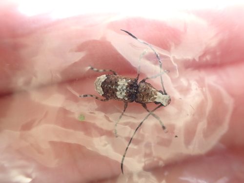 Platystomos sellatus