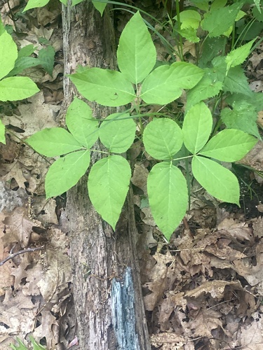 wild sarsaparilla