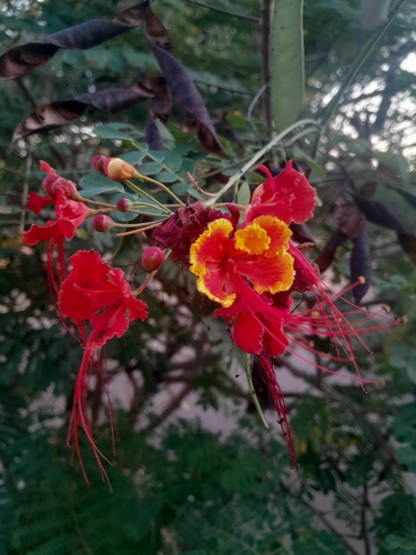peacock flower