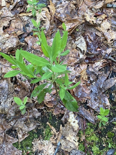 sheep laurel