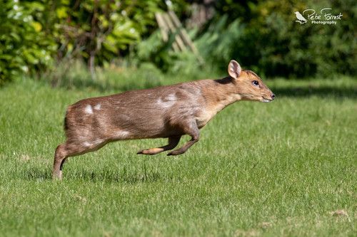 Reeves's Muntjac